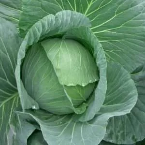 cabbage sugarloaf seeds