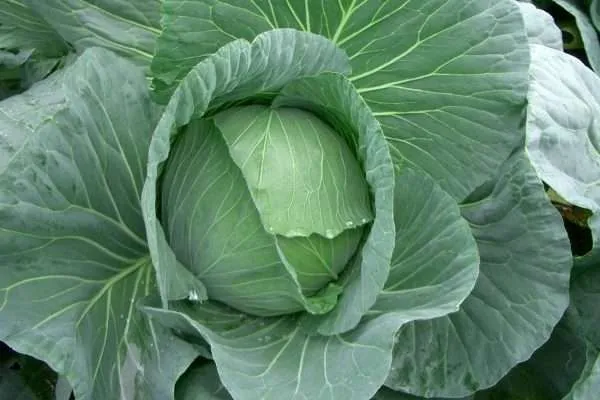 cabbage sugarloaf seeds