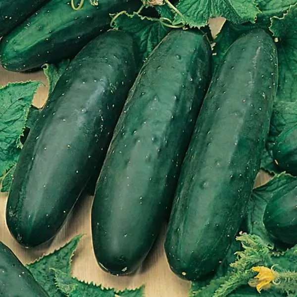 cucumber marketmore seeds