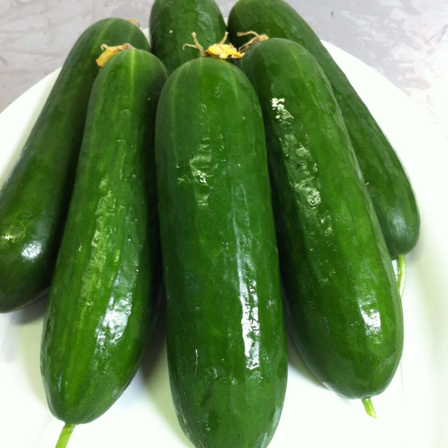 lebanese-cucumber-most-popular-seeds