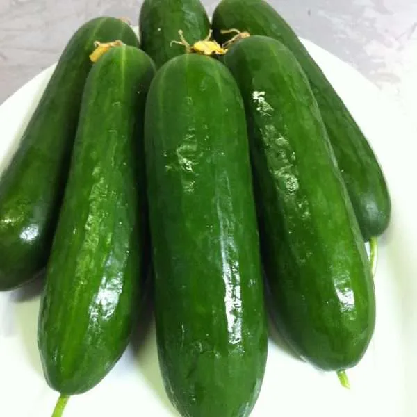 lebanese cucumber seeds