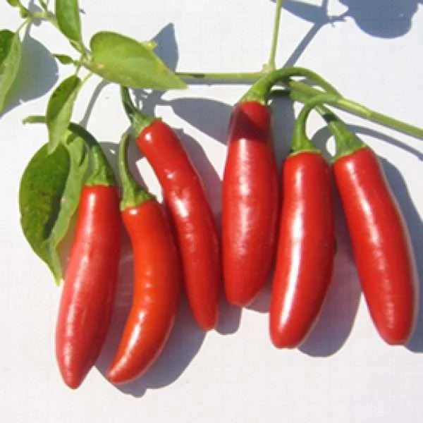 Serrano chilli seeds online seeds