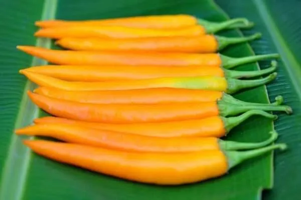 Yellow siam chilli seeds