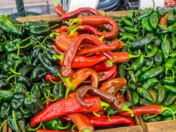 Chilli Anaheim seeds