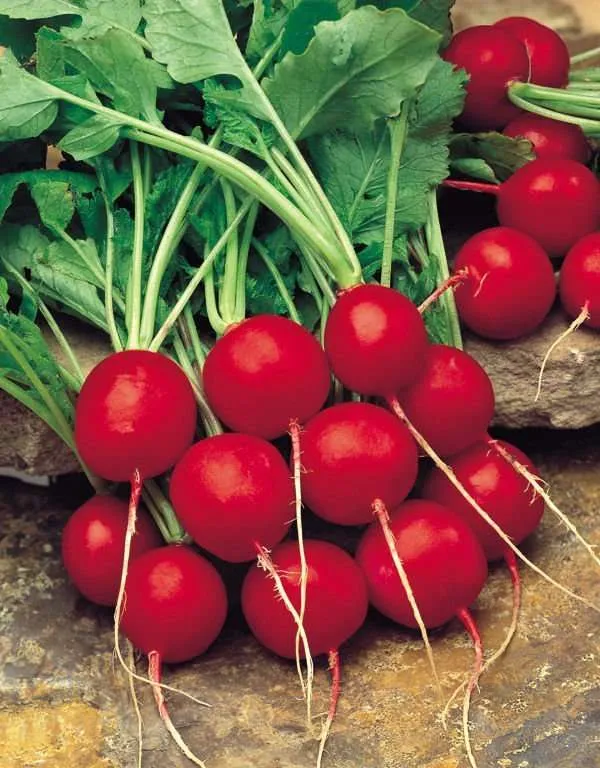 Radish saxa seeds