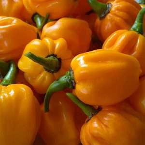 Orange Scotch Bonnet seeds