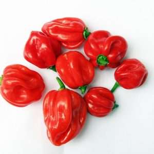 Red Scotch Bonnet seeds