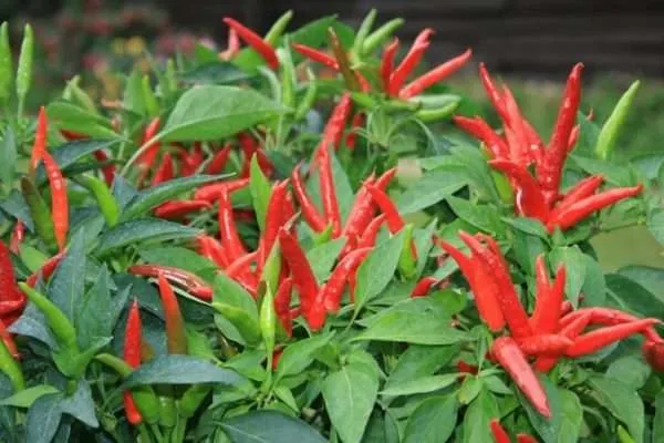 Super Chilli seeds