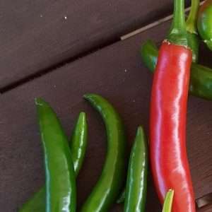 Caysan chilli seeds