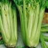 Celery Tall Utah seeds
