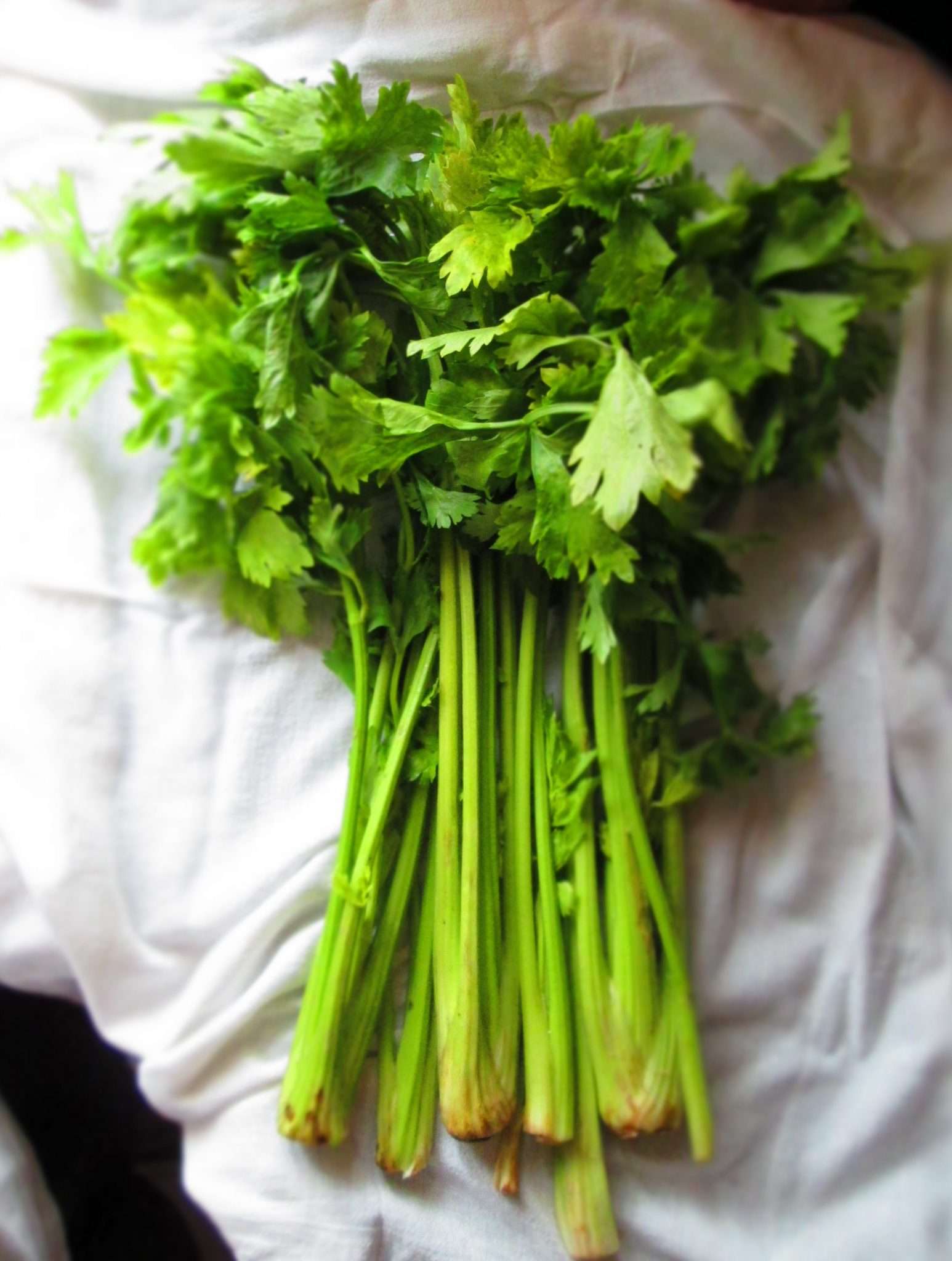 chinese-celery-fast-growing-vegetable-for-home-gardens-most-popular-seeds