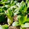 Baby Bok choy seeds