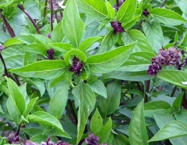 Basil cinnamon seeds