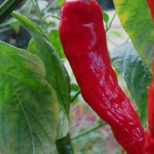 Chilli big jim seeds