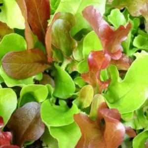 Lettuce Gourmet Mix seeds