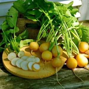 Radish Zlata yellow seeds