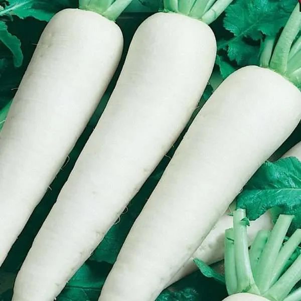 Radish minowase daikon seeds