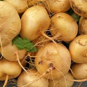 Turnip gold ball seeds