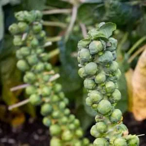 Brussel Sprout seeds