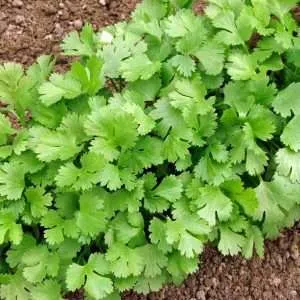 coriander slow bolt seeds