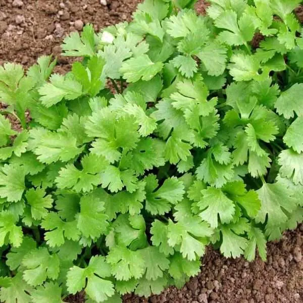 coriander slow bolt seeds