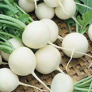 radish white beauty seeds