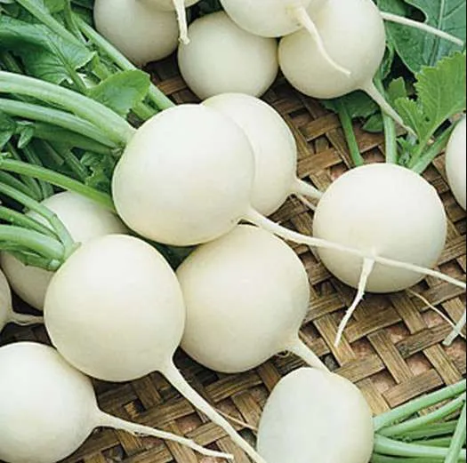 radish white beauty seeds