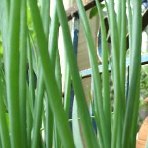 Shallots seeds