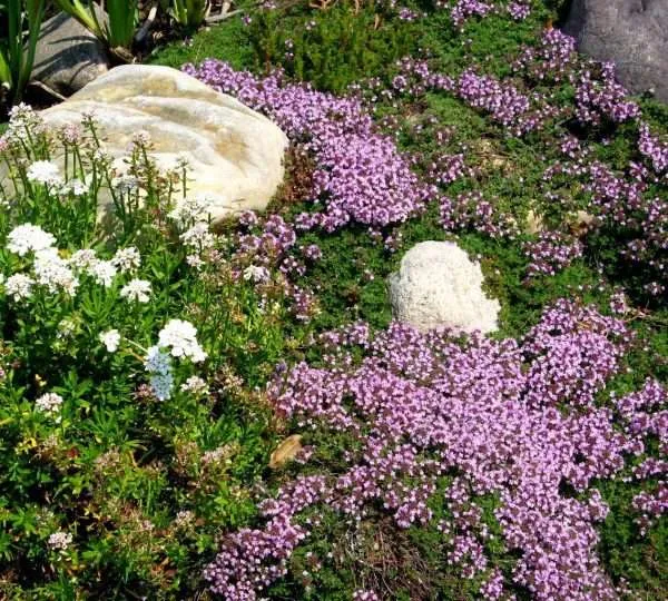 thyme creeping seeds