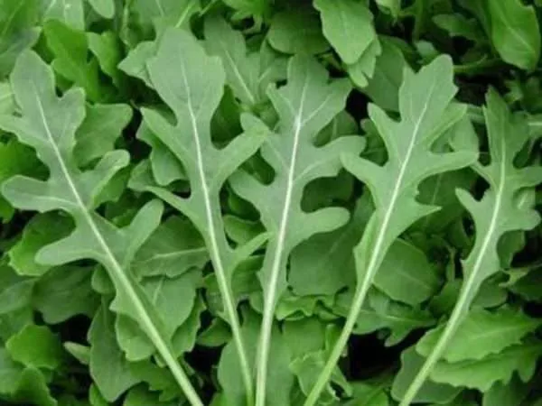 wild rocket seeds