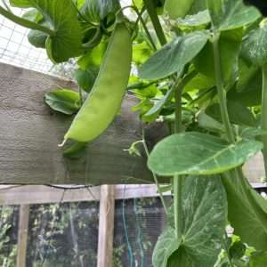 Snow Pea seeds