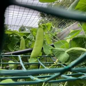 Snow Pea seeds