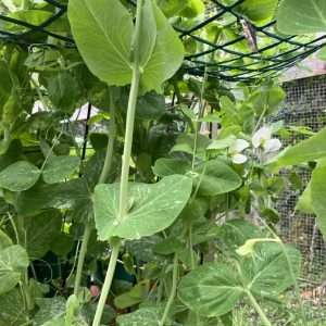 Snow Pea seeds