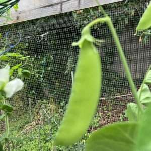 Snow Pea seeds