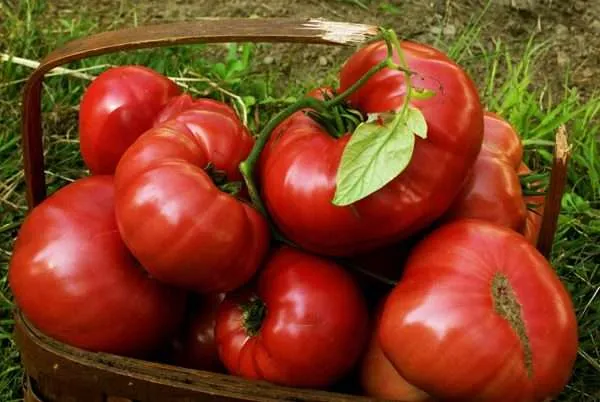 Tomato brandywine red seeds