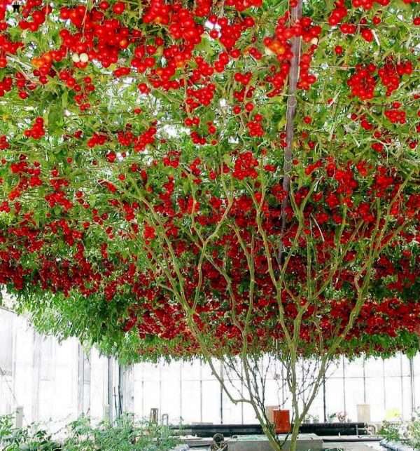 Giant Tree Tomato seeds