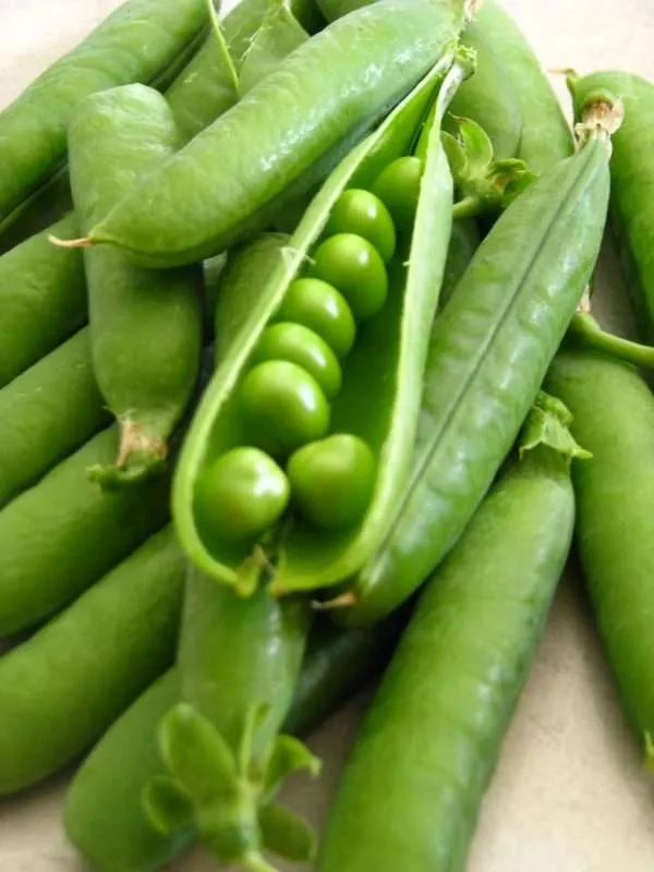 pea greenfeast seeds