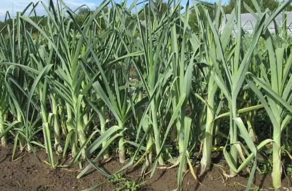 Leek Bulgarian Giant seeds