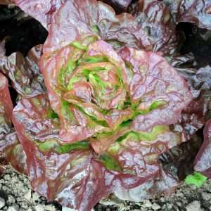 Lettuce Marvel of 4 Seasons seeds