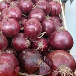Onion California Red seeds