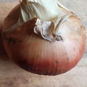 Onion Hunter River Brown seeds