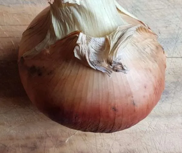 Onion Hunter River Brown seeds