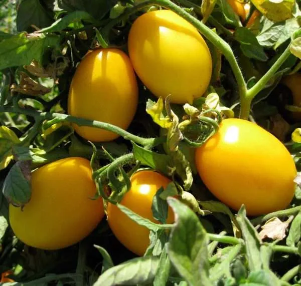 Tomato Roma golden seeds