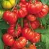 Beefsteak tomato seeds