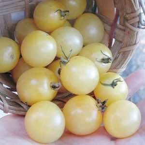 Tomato Cherry White ice seeds