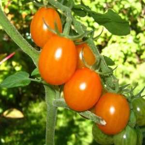 Orange cherry tomato seeds