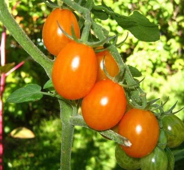 Orange cherry tomato seeds