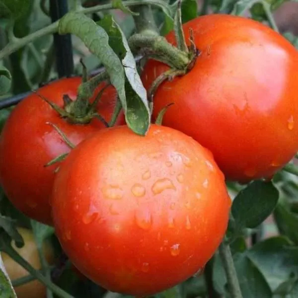 Tomato Siberian seeds