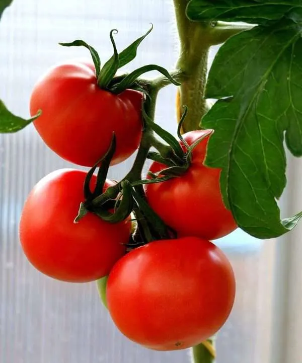 Tomato Tropic seeds