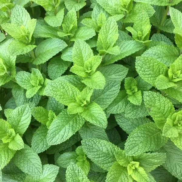 Spearmint seeds